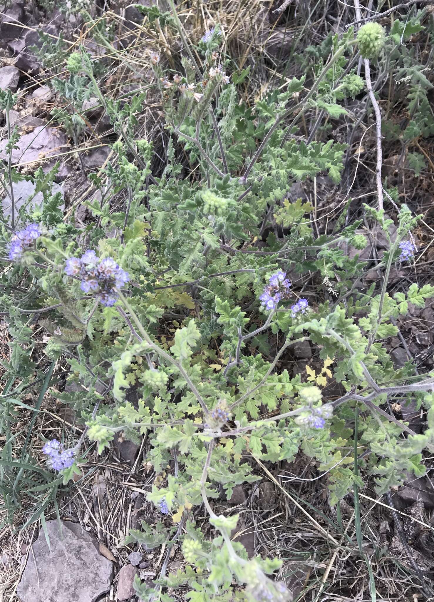 Image of rock phacelia