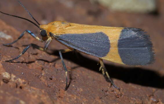 Image of Cisthene picta (Barnes & McDunnough 1918)