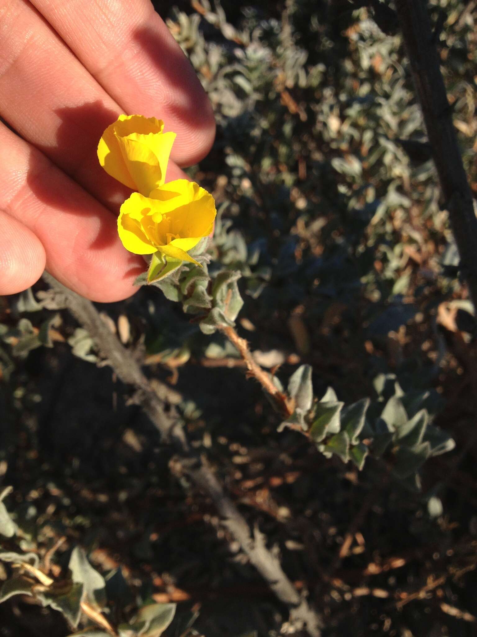 Image of Camissoniopsis cheiranthifolia (Hornem. ex Spreng.) W. L. Wagner & Hoch