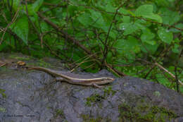 Imagem de Eutropis carinata (Schneider 1801)