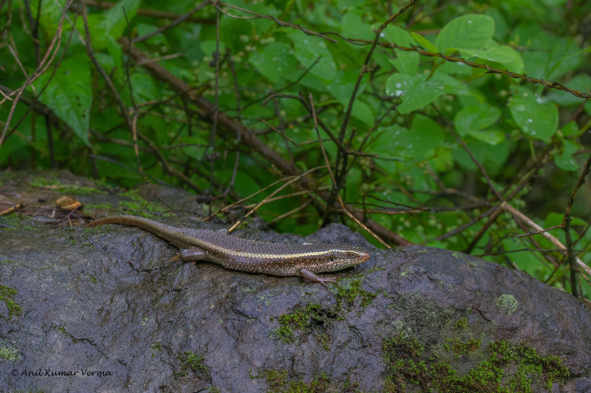 Imagem de Eutropis carinata (Schneider 1801)