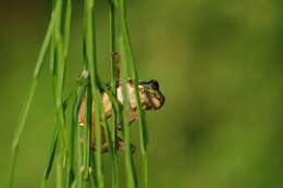 Image of Japanese Tree Frog