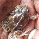 Image of Guinea Snout-burrower