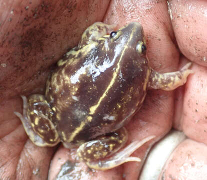 Image of Guinea Snout-burrower