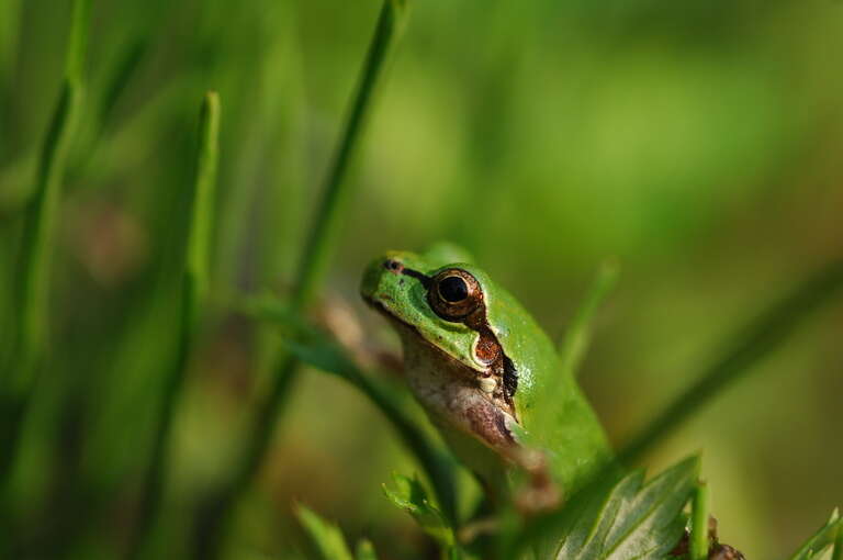 Image of Japanese Tree Frog