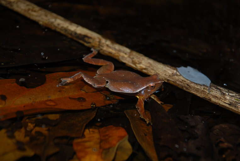 Image of Black-spotted sticky frog