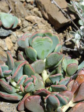 Image of Sedum kiersteadiae