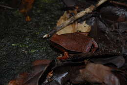 Image of Black-spotted sticky frog