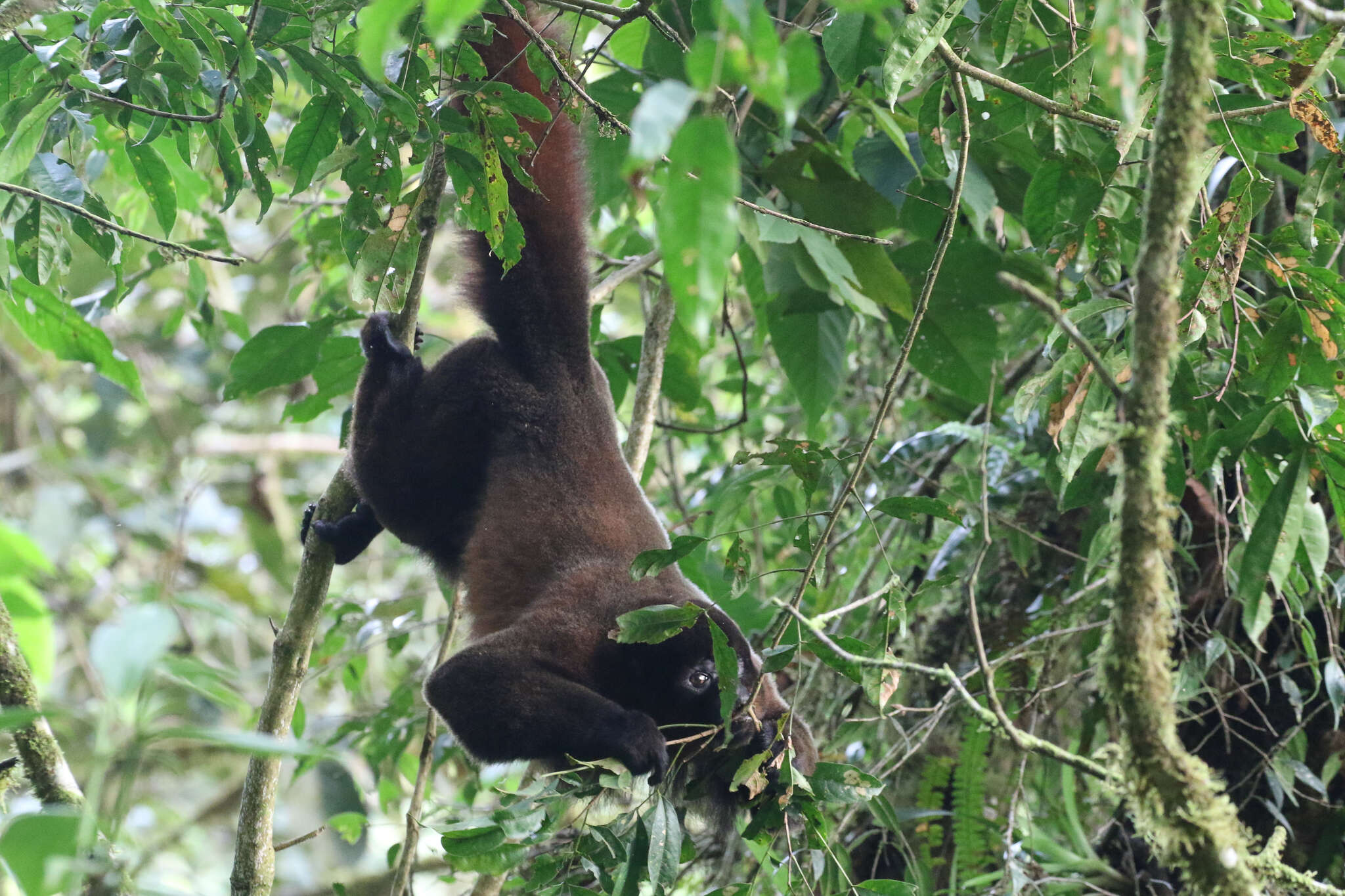 Image of Woolly monkey