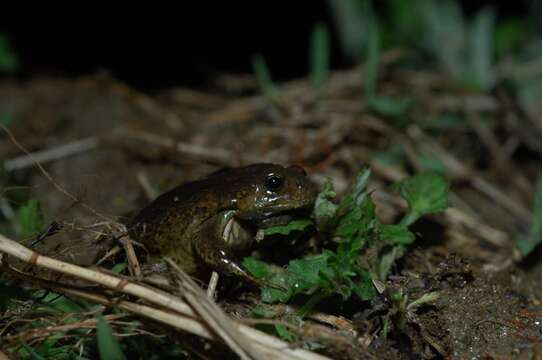 Image of Boreal Digging Frog