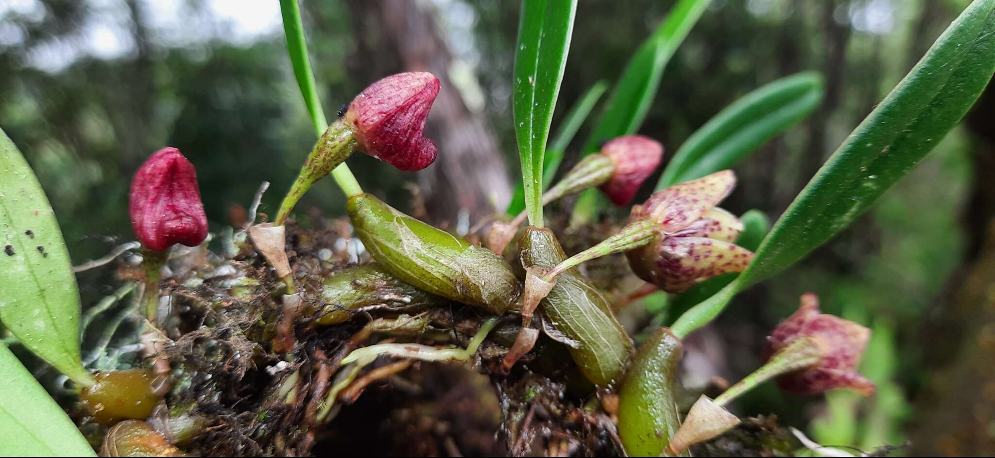 Image of Bulbophyllum griffithii (Lindl.) Rchb. fil.