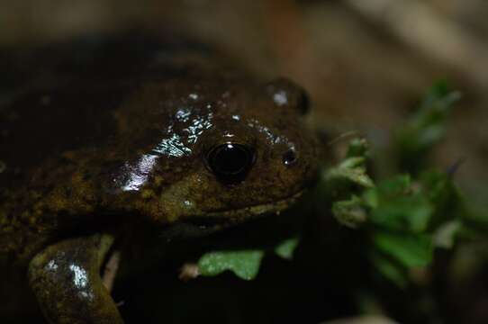 Image of Boreal Digging Frog