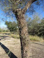 Image of catclaw acacia