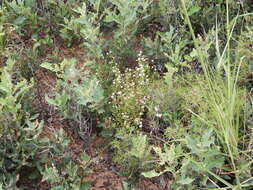 Image of western daisy fleabane