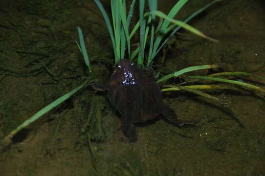 Image of Boreal Digging Frog