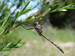 Image of Hemicordulia tau Selys 1871