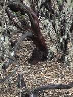 Imagem de Arctostaphylos crustacea subsp. crustacea