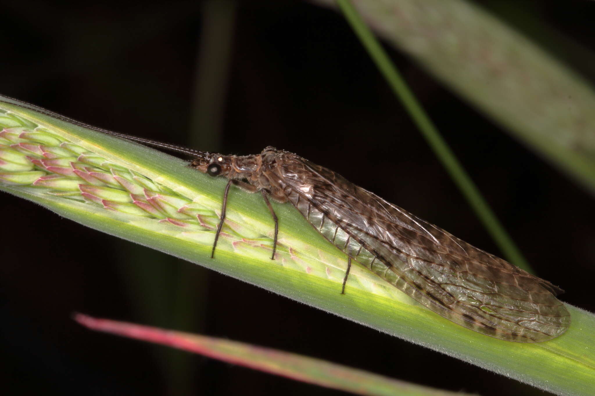 Image of New Zealand dobsonfly