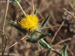 Plancia ëd Centaurea procurrens Sieb. ex Spreng.