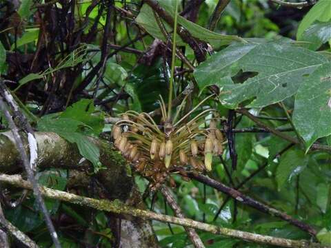 Image of Mucuna holtonii (Kuntze) Moldenke