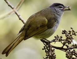 Image of Mountain Greenbul