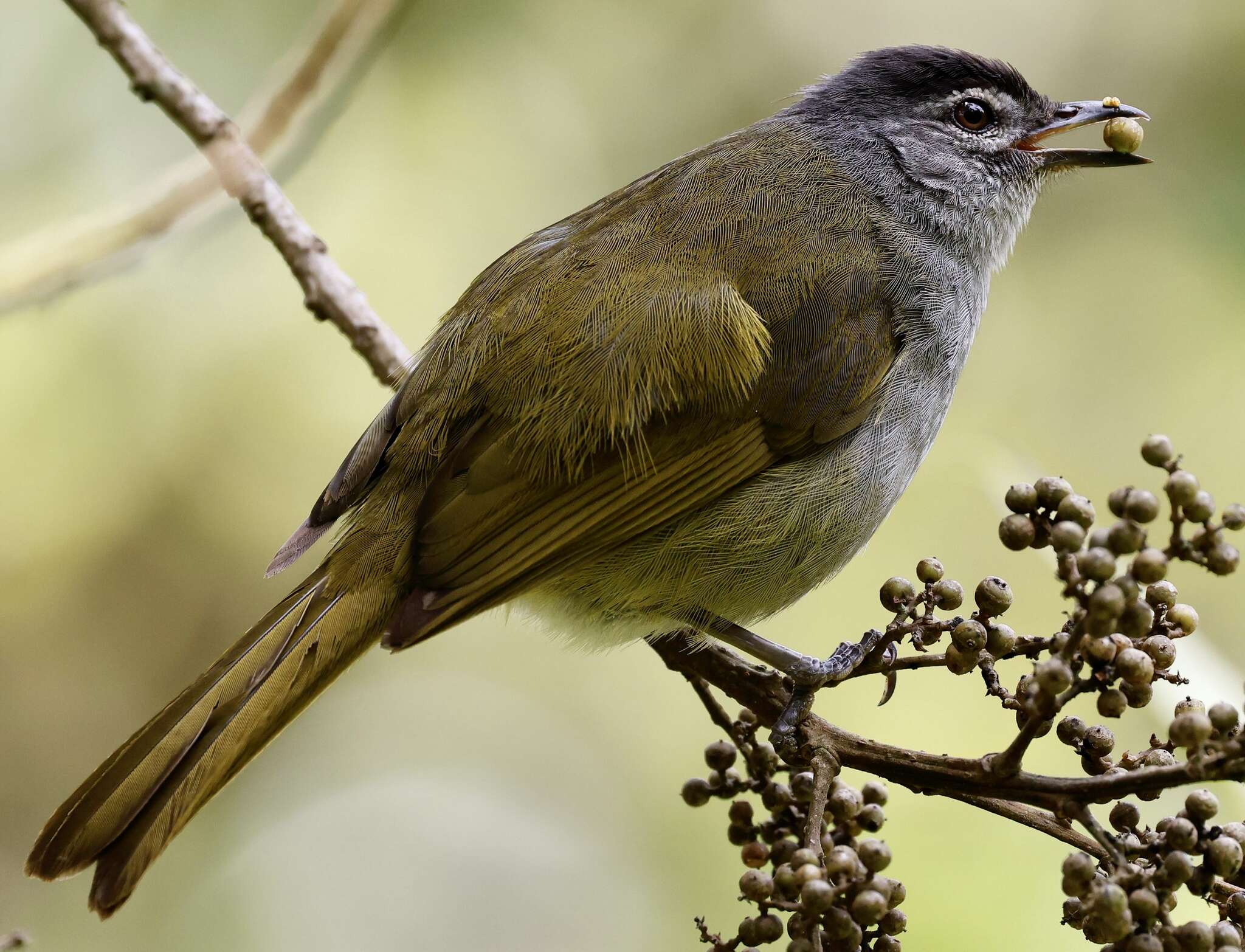 Arizelocichla nigriceps (Shelley 1889)的圖片