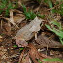 Image of Palawan Horned Frog