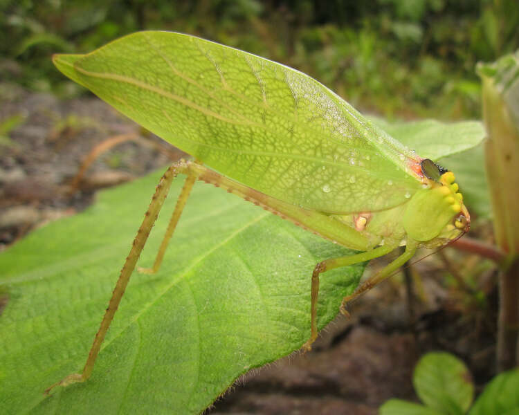 Image of Stilpnochlora incisa Brunner von Wattenwyl 1878