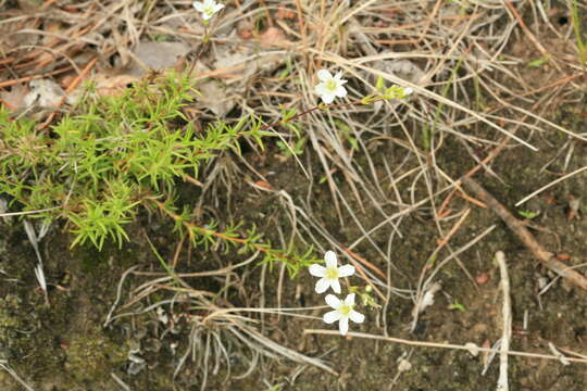 Слика од Pseudocherleria laricina (L.) Dillenb. & Kadereit