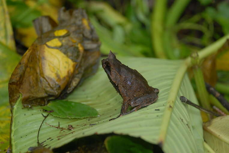 Image of Mindanao Horned Frog