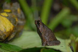 Image of Mindanao Horned Frog