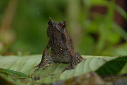 Image of Mindanao Horned Frog