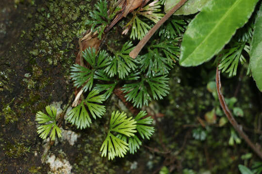 Image de Elaphoglossum peltatum (Sw.) Urb.