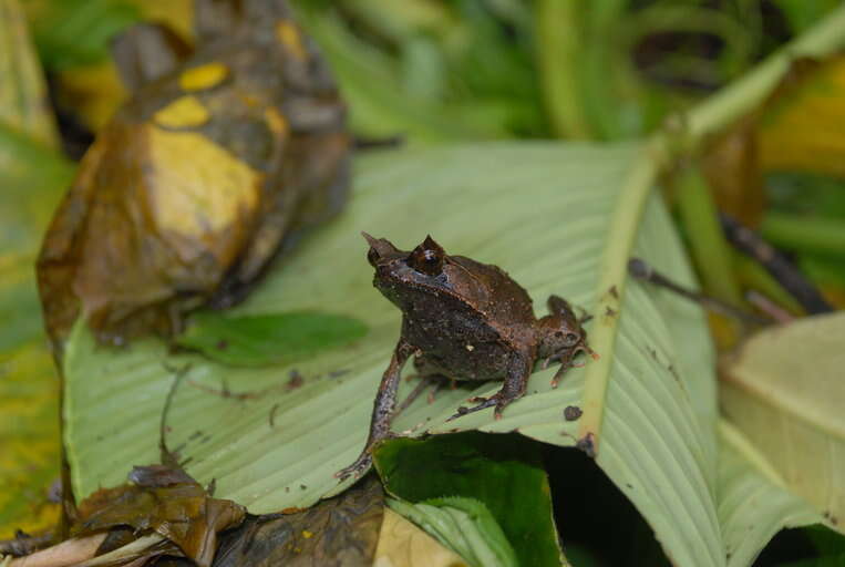 Image of Mindanao Horned Frog