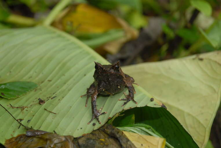 Image of Mindanao Horned Frog