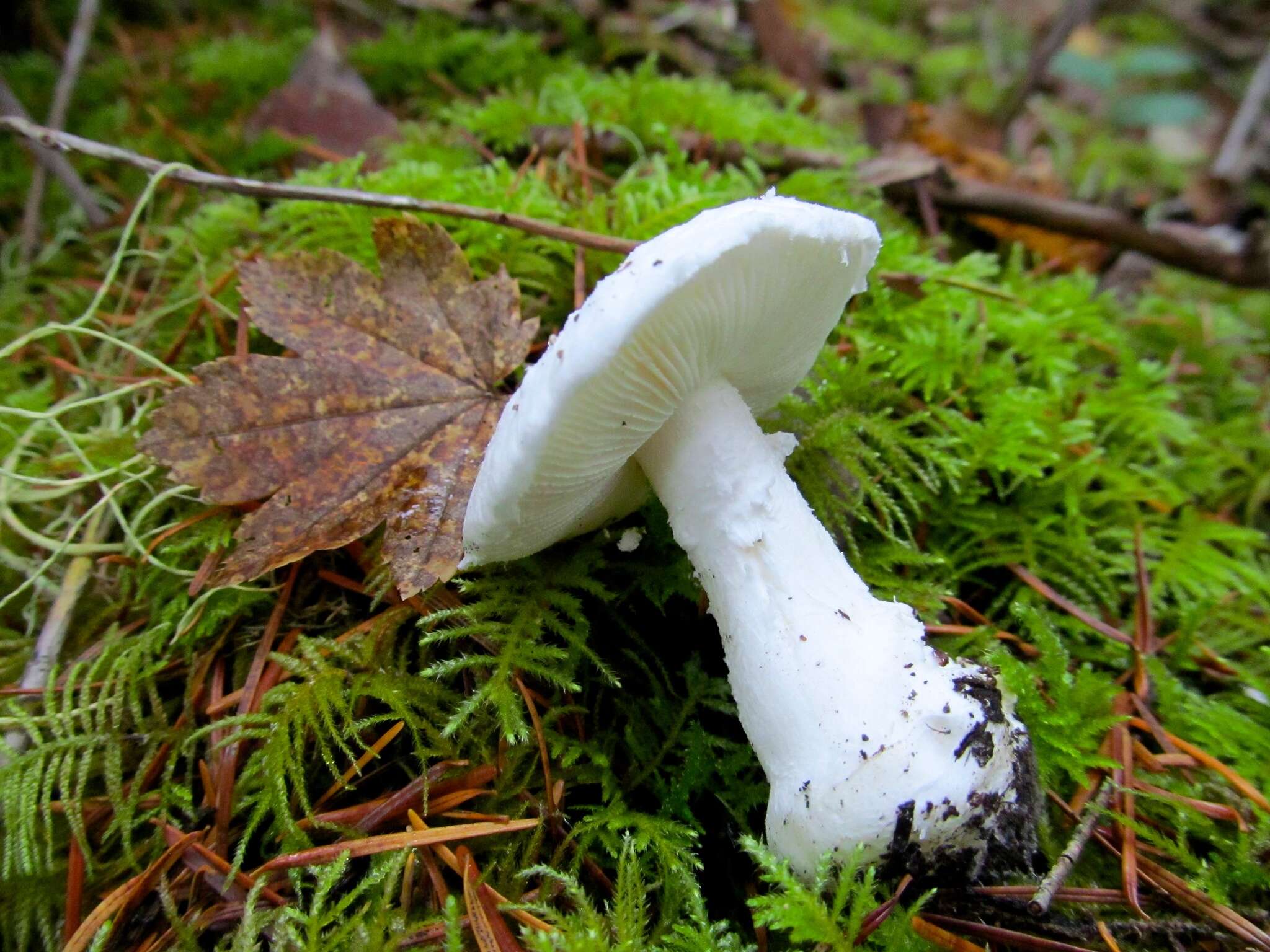 Image of Amanita silvicola Kauffman 1926