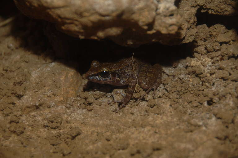 Image of Island Forest Frog