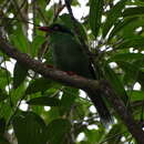 Image of Bornean Green Magpie