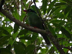 Image of Bornean Green Magpie