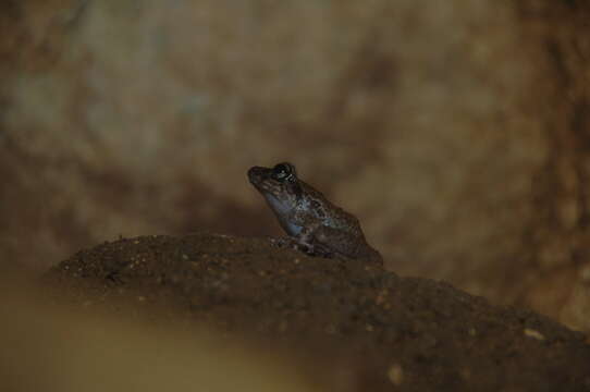 Image of Island Forest Frog