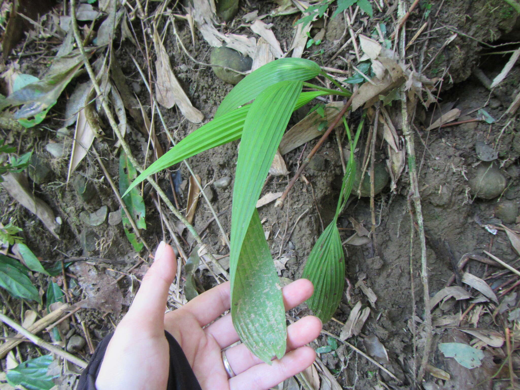 Image of Palm-Grass
