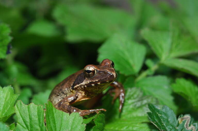 Image of Dybowski's frog