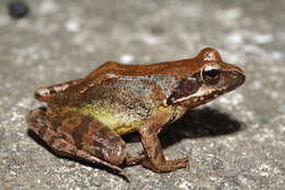 Image of Dybowski's frog