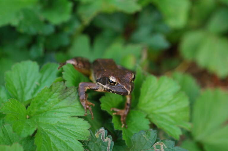 Image of Dybowski's frog