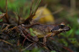 Image of Dybowski's frog