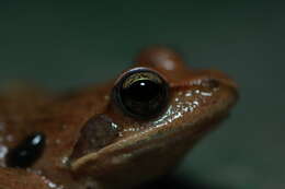 Image of Dybowski's frog