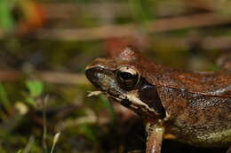 Image of Dybowski's frog