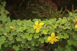 Image of Oxalis virgosa Molina