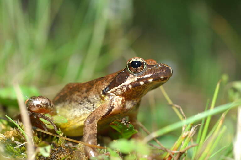 Image of Dybowski's frog