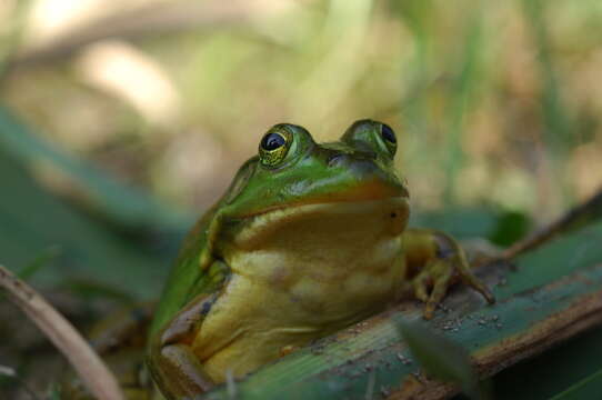 Plancia ëd Pelophylax plancyi (Lataste 1880)